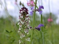 48_Orchis brule_3